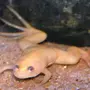 Аквариумные Лягушки