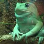 Аквариумные лягушки