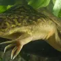 Аквариумные лягушки