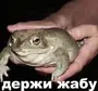 Лягушки мем