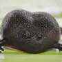 Черная лягушка