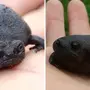 Черная лягушка