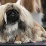 Пекинес собака