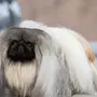 Пекинес Собака