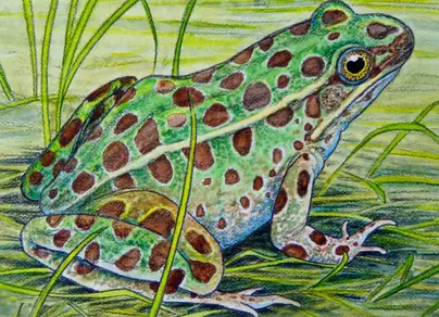 Картинка жаба для детей