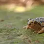 Травяная Лягушка