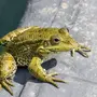 Травяная лягушка