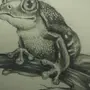 Лягушка на болоте рисунок для детей