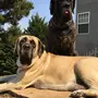 Крупные породы собак