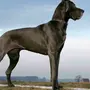 Крупные Породы Собак