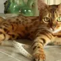 Порода кошек бенгальская