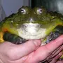 Страшная жаба