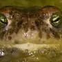 Страшная жаба