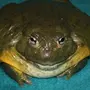 Большие жабы