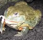 Большие жабы