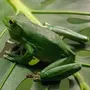 Зеленая жаба