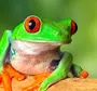Зеленая жаба