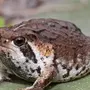 Грустная лягушка