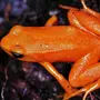 Оранжевая Лягушка