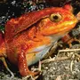 Оранжевая лягушка