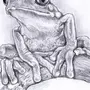 Картинки милых лягушек для срисовки