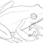 Картинки милых лягушек для срисовки