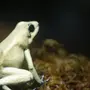 Лягушка листолаз