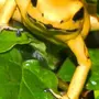 Лягушка Листолаз