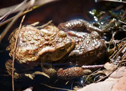 Две жабы