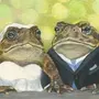 Две жабы