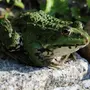 Фотографии красивых лягушек