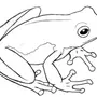 Лягушка рисунок карандашом для детей
