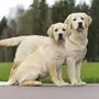 Лабрадор собаки