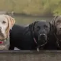 Лабрадор собаки