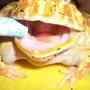 Зубы лягушки