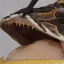 Зубы лягушки