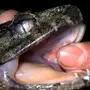 Зубы Лягушки