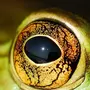 Глаза Лягушки