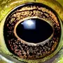 Глаза лягушки