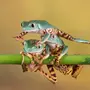 Цвет лягушки в обмороке