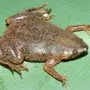 Лягушка Пипа Суринамская