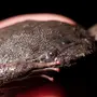 Лягушка Пипа Суринамская