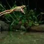 Лягушка в прыжке