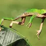 Лягушка в прыжке
