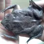 Лягушка Пипа