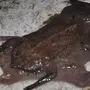 Лягушка Пипа