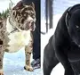 Фотки сильных собак