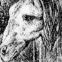 Лягушка Лошадь Картинка