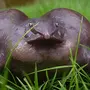 Пурпурная Лягушка