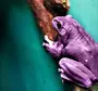 Пурпурная лягушка